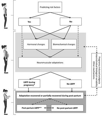 Mechanisms Underlying Lumbopelvic Pain During Pregnancy: A Proposed Model